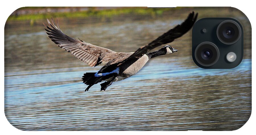 Geese iPhone Case featuring the photograph Goose in Flight 2 by Jai Johnson