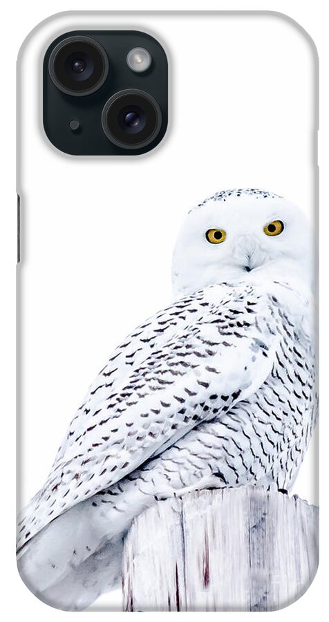 Field iPhone Case featuring the photograph Gorgeous Snowy Owl by Cheryl Baxter