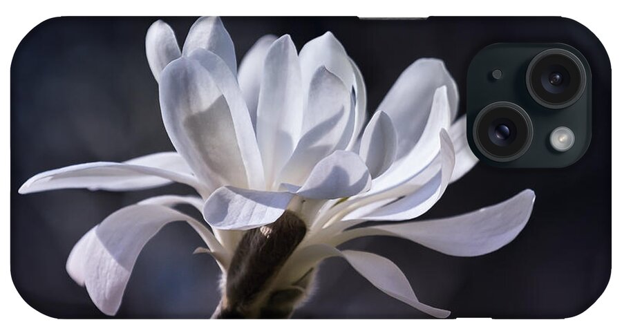 Star Magnolia iPhone Case featuring the photograph Grace - No. 2 by Belinda Greb