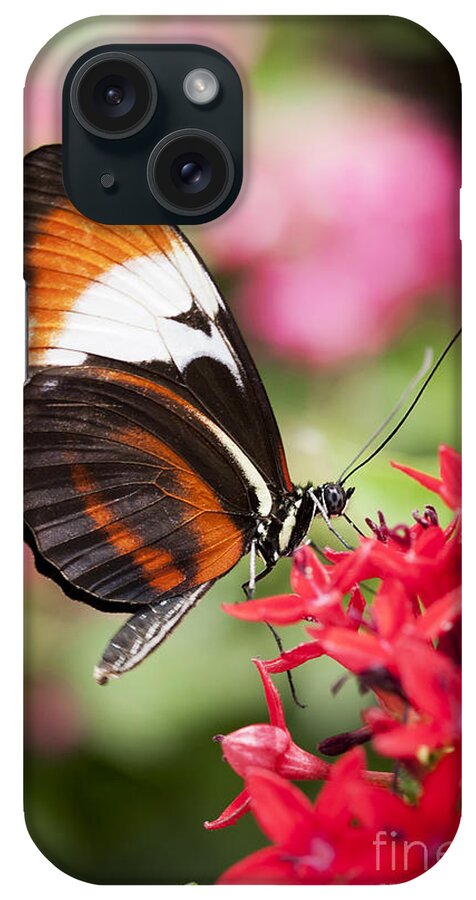 Butterfly iPhone Case featuring the photograph Grace by Patty Colabuono