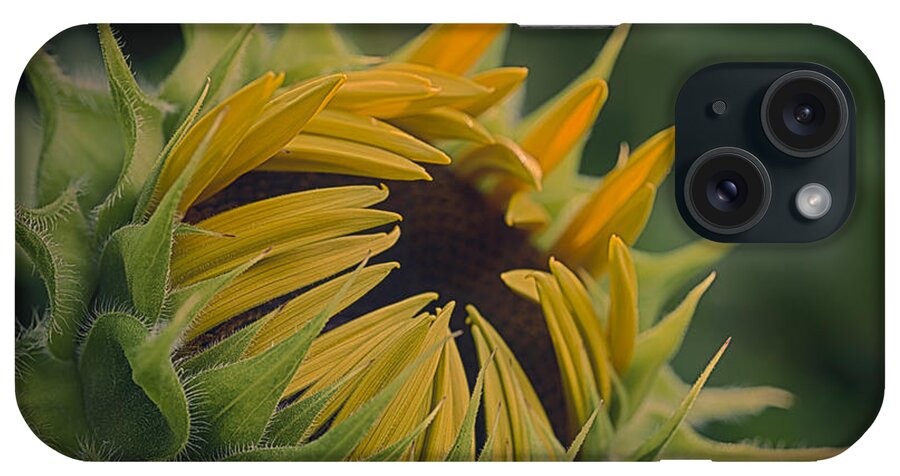 Sunflower iPhone Case featuring the photograph Grand Opening by Phil Abrams