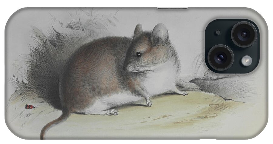 Mus Griseo-flavus iPhone Case featuring the photograph Graomys Mouse by Natural History Museum, London/science Photo Library