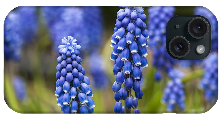 Flickr Explore iPhone Case featuring the photograph Grape Hyacinth by Dan Hefle