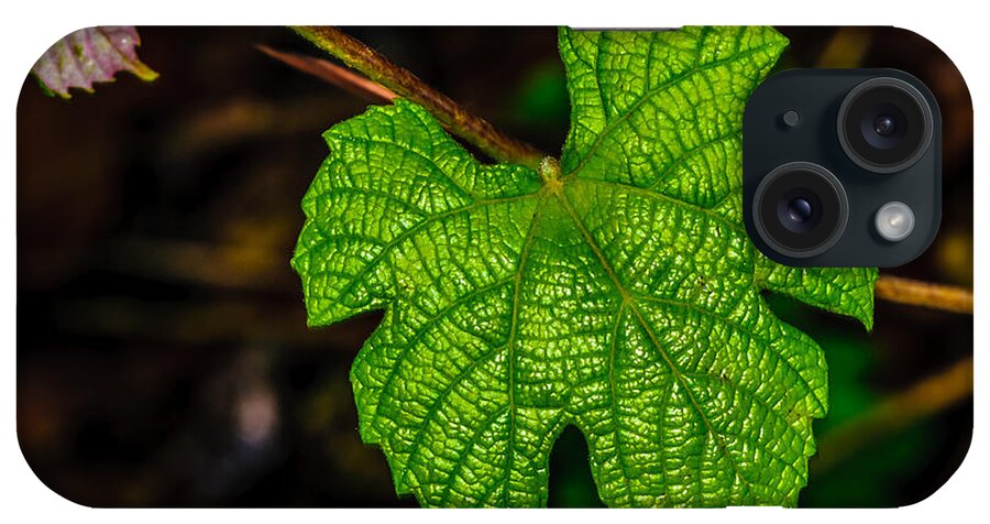Grape Leaves iPhone Case featuring the photograph Grapes of Rath by Louis Dallara