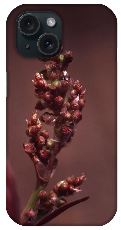 Retro Images Archive iPhone Case featuring the photograph Grass Flower by Retro Images Archive