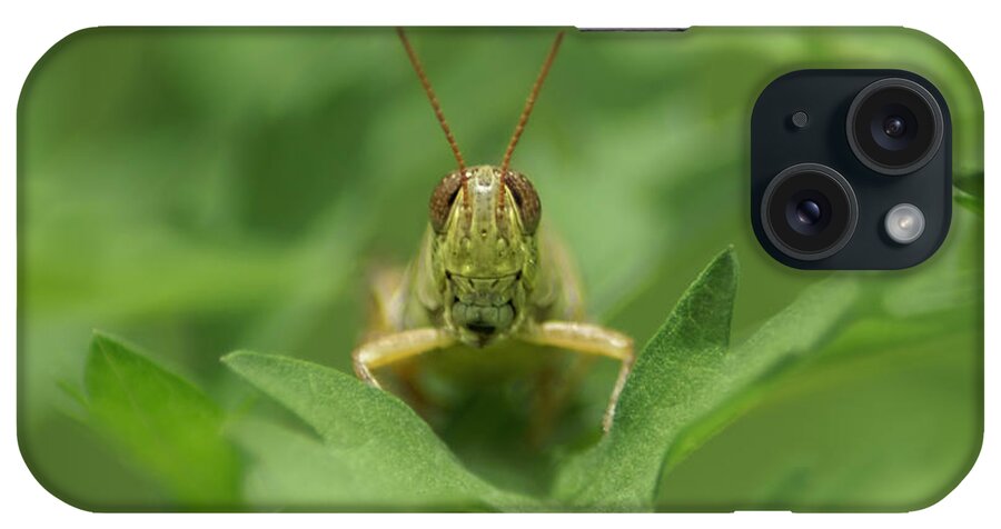 Grasshopper iPhone Case featuring the photograph Grasshopper Portrait by Olga Hamilton