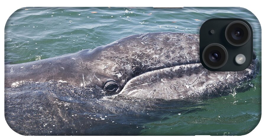 Baja California iPhone Case featuring the photograph Gray / Grey Whale Eschrichtius robustus by Liz Leyden