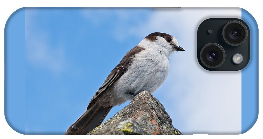 Animal iPhone Case featuring the photograph Gray Jay With Blue Sky Background by Jeff Goulden