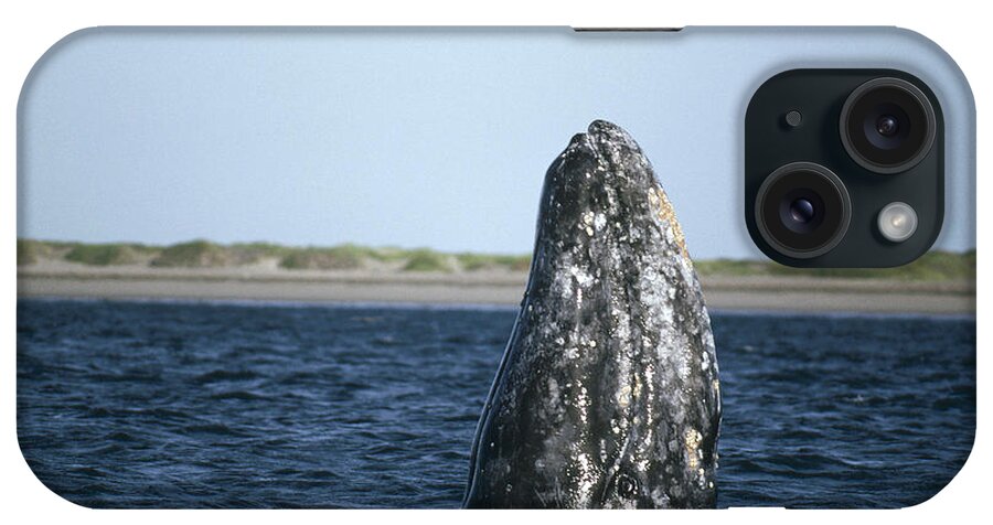 Feb0514 iPhone Case featuring the photograph Gray Whale Adult Spy-hopping Magdalena by Tui De Roy