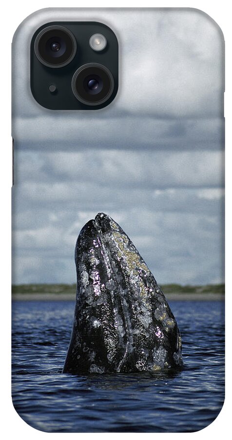 Feb0514 iPhone Case featuring the photograph Gray Whale Spy-hopping Baja California by Tui De Roy