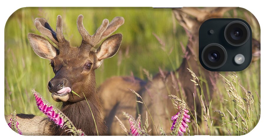 Elk iPhone Case featuring the photograph Grazing at Dusk by Todd Kreuter