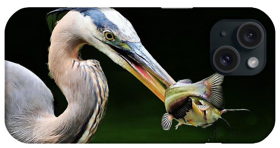 Heron iPhone Case featuring the photograph Great Blue Heron And The Catfish by Kathy Baccari