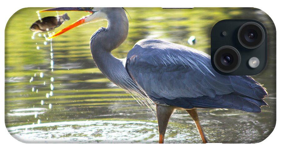 Great iPhone Case featuring the photograph Great Blue Heron Catching Fish by Diana Haronis