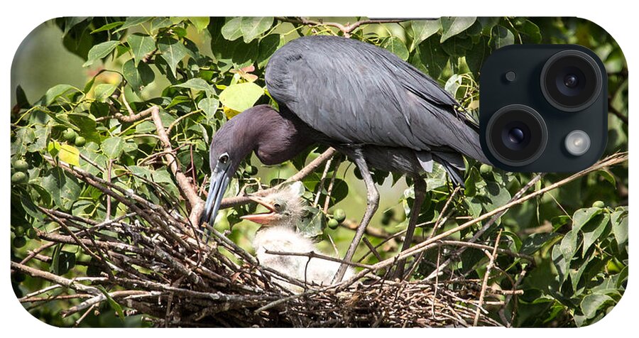 Heron iPhone Case featuring the photograph Great Blue Heron Chicks in Nest by Gregory Daley MPSA