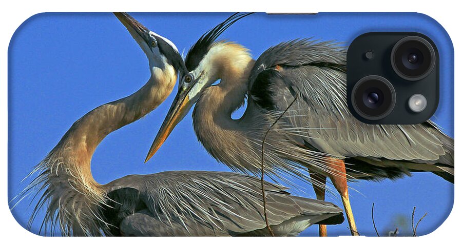 Great Blue Heron iPhone Case featuring the photograph Great Blue Heron courting pair by Larry Nieland
