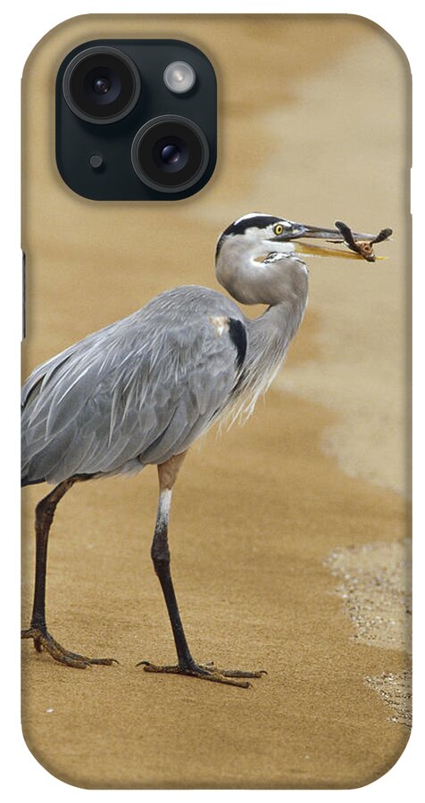 Feb0514 iPhone Case featuring the photograph Great Blue Heron Eating Green Sea by Konrad Wothe