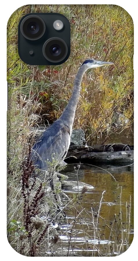 Great Blue Heron iPhone Case featuring the photograph Great Blue Heron - Juvenile by Laurel Best