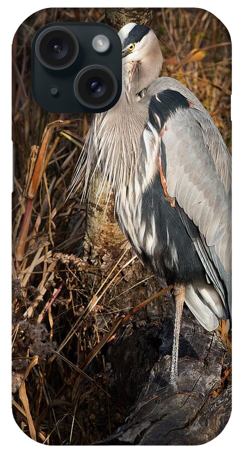  Animal iPhone Case featuring the photograph Great Blue Heron Posing by Jack Nevitt