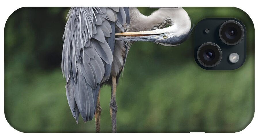 Great Blue Heron iPhone Case featuring the photograph Great Blue Heron Preens Horiz by Ilene Hoffman