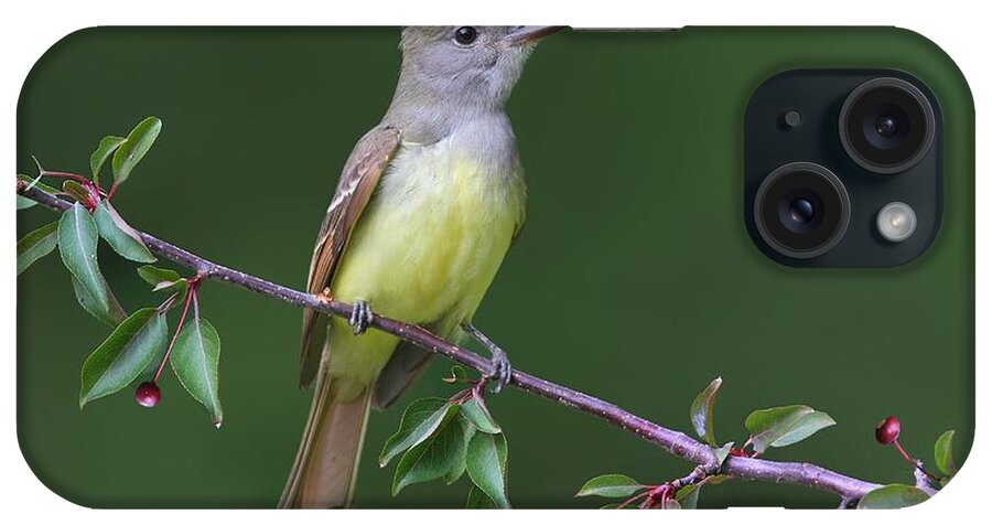 Great Crested Flycatcher iPhone Case featuring the photograph Great Crested Flycatcher by Daniel Behm