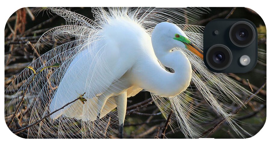 Great Egret iPhone Case featuring the photograph Great Egret Show Off by Larry Nieland