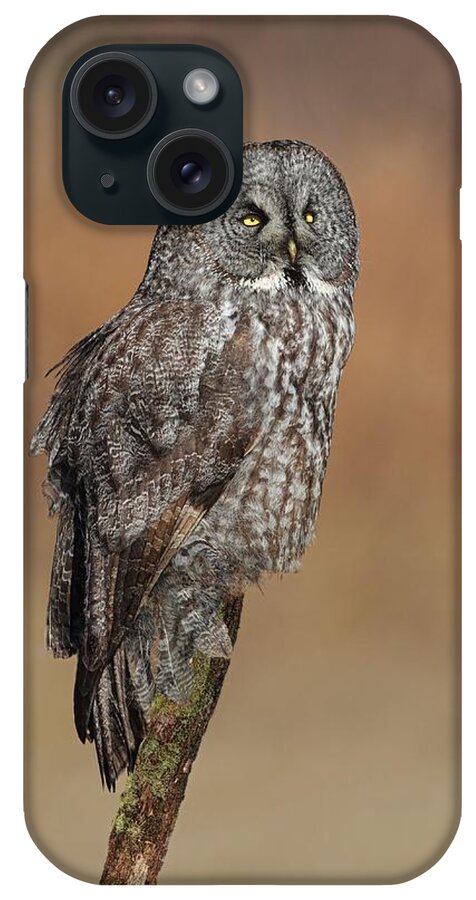 Great Gray Owl iPhone Case featuring the photograph Great Gray Owl by Daniel Behm