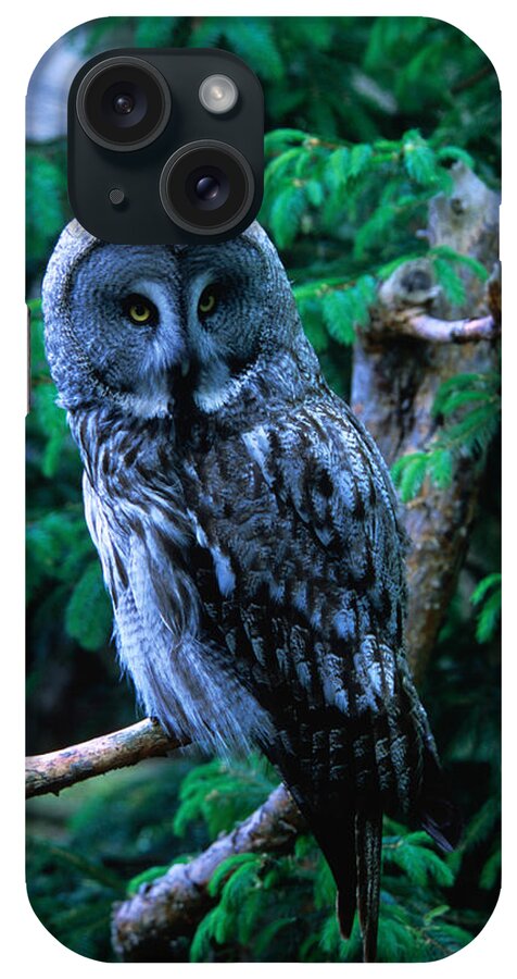 Wind iPhone Case featuring the photograph Great Grey Owl Strix Nebulosa In by Anders Blomqvist