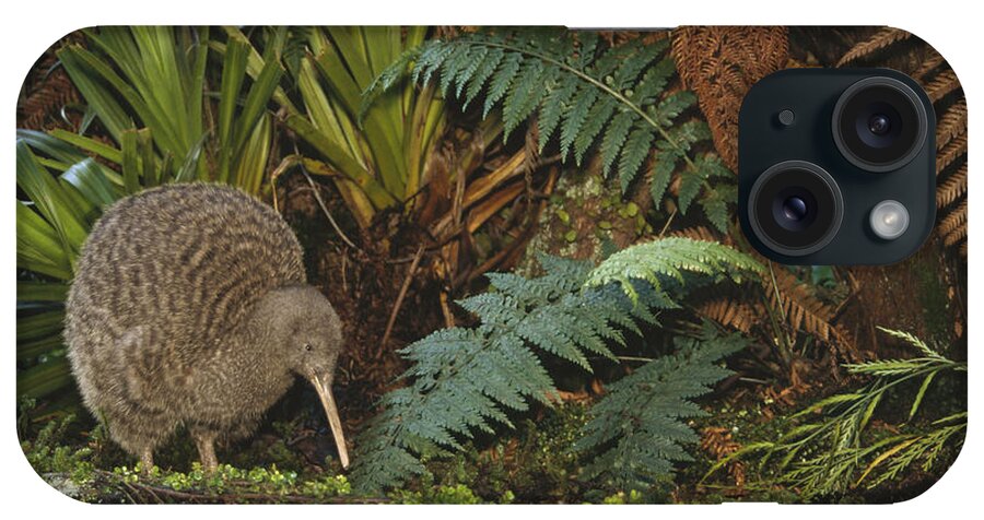 Feb0514 iPhone Case featuring the photograph Great Spotted Kiwi Male In Rainforest by Tui De Roy