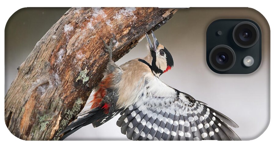 Nis iPhone Case featuring the photograph Great Spotted Woodpecker Male Sweden by Franka Slothouber