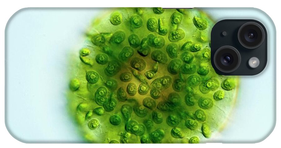 Eremosphaera Viridis iPhone Case featuring the photograph Green Alga by Gerd Guenther