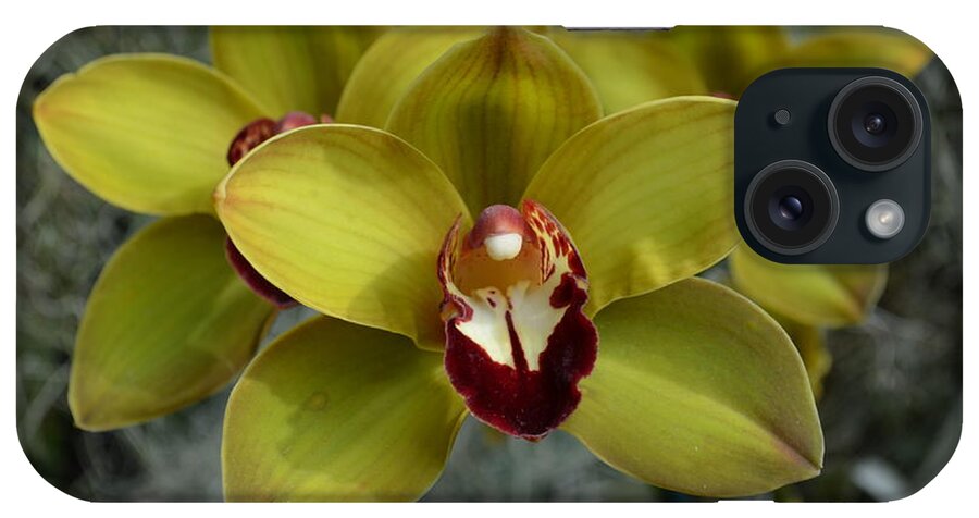 Orchid iPhone Case featuring the photograph Green and Red Orchid by DejaVu Designs