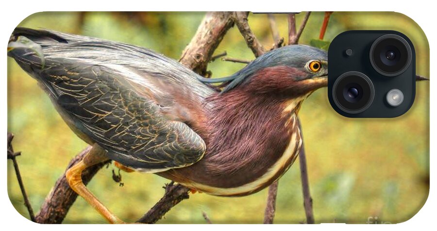 Heron iPhone Case featuring the photograph Green Backed Heron At Magnolia by Kathy Baccari