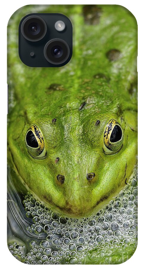 Frog iPhone Case featuring the photograph Green Frog by Matthias Hauser
