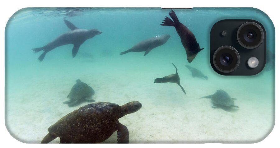 536775 iPhone Case featuring the photograph Green Sea Turtles And Sealions Galapagos by Tui De Roy