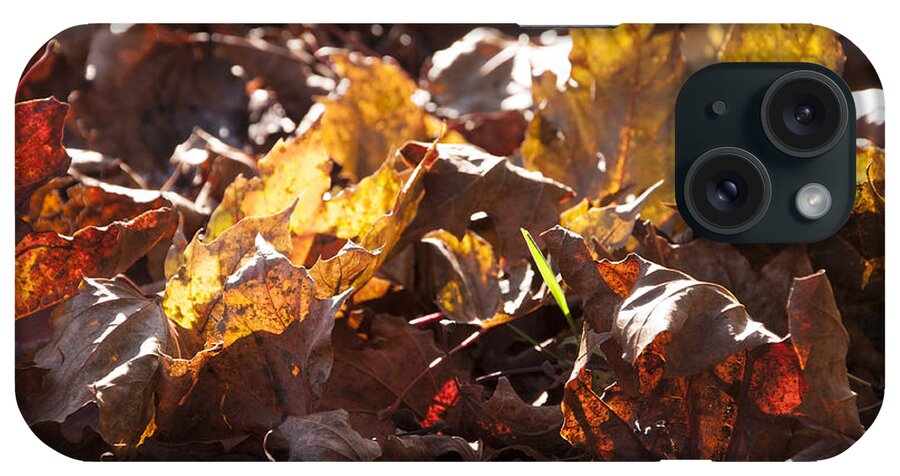 Autumn iPhone Case featuring the photograph Green Sliver by Ross Powell