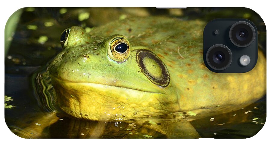 Amphibian iPhone Case featuring the photograph Green Toad by Dennis Hammer