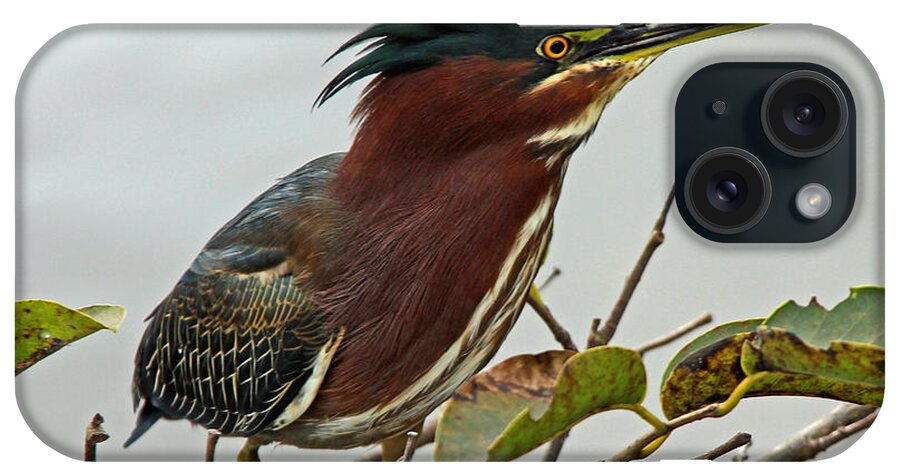 Bird iPhone Case featuring the photograph Audubon's Green Heron by Larry Nieland
