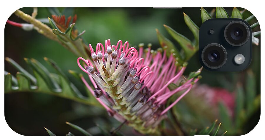 Grevillea Towera iPhone Case featuring the photograph Grevillea by Joy Watson