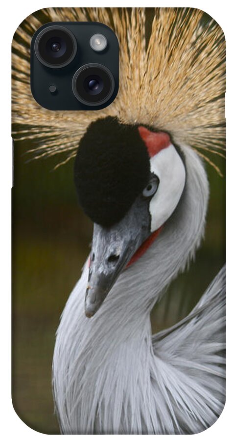 Bird iPhone Case featuring the photograph Grey Crowned Crane by Venetia Featherstone-Witty
