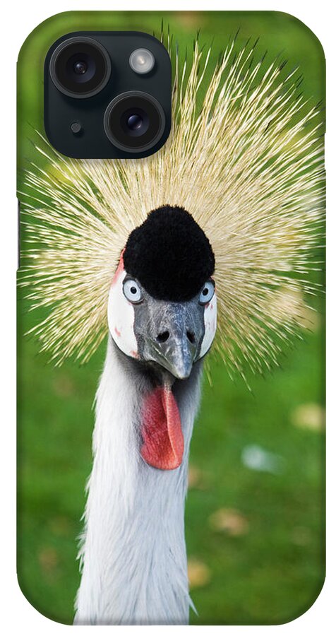Balearica Regulorum iPhone Case featuring the photograph Grey Crowned Crane by Daniel Sambraus/science Photo Library