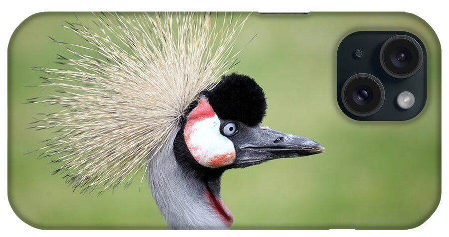 Animal Themes iPhone Case featuring the photograph Grey Crowned Crane by Marcel Ter Bekke