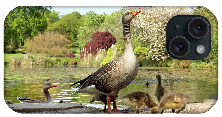 Anser iPhone Case featuring the photograph Grey Geese And Goslings by Daniel Sambraus/science Photo Library