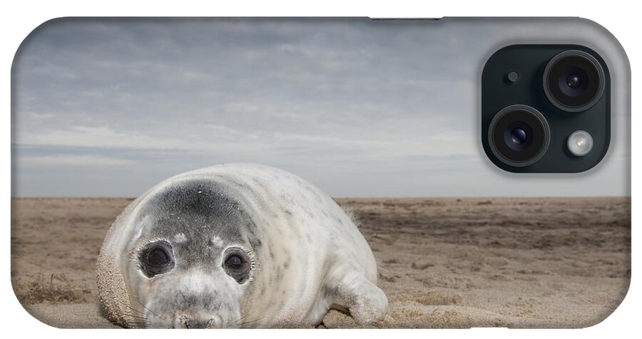 Kyle Moore iPhone Case featuring the photograph Grey Seal On Beach Norfolk England by Kyle Moore