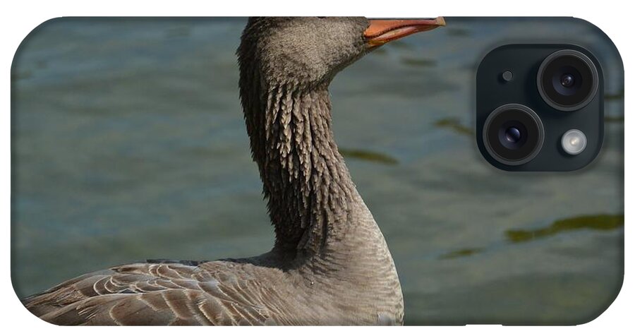 Greylag iPhone Case featuring the photograph Greylag by Bunny My Yummy