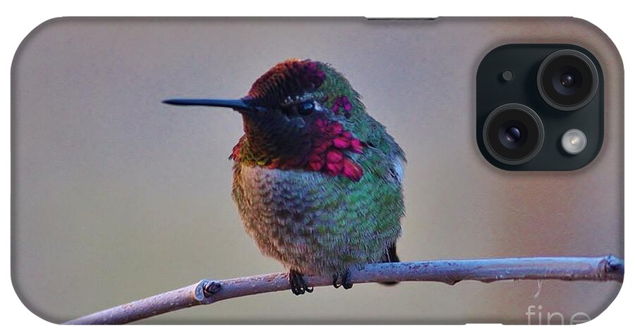 Hummingbird iPhone Case featuring the photograph Grumpy by Marcia Breznay