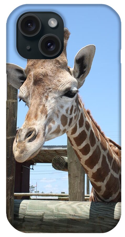 Gulf Breeze Zoo iPhone Case featuring the photograph Gulf Breeze Giraffe by Beth Parrish