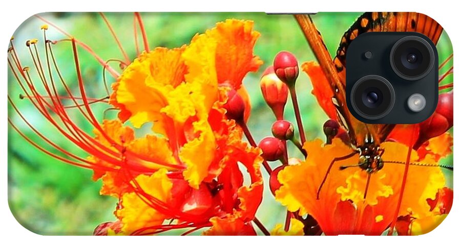 Texas Hill Country Butterfly iPhone Case featuring the photograph Gulf Fritillary Butterfly on Pride of Barbados by Michael Tidwell