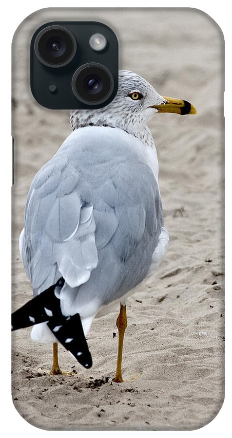 Gull Ringbilled iPhone Case featuring the photograph Gull by Carol Erikson