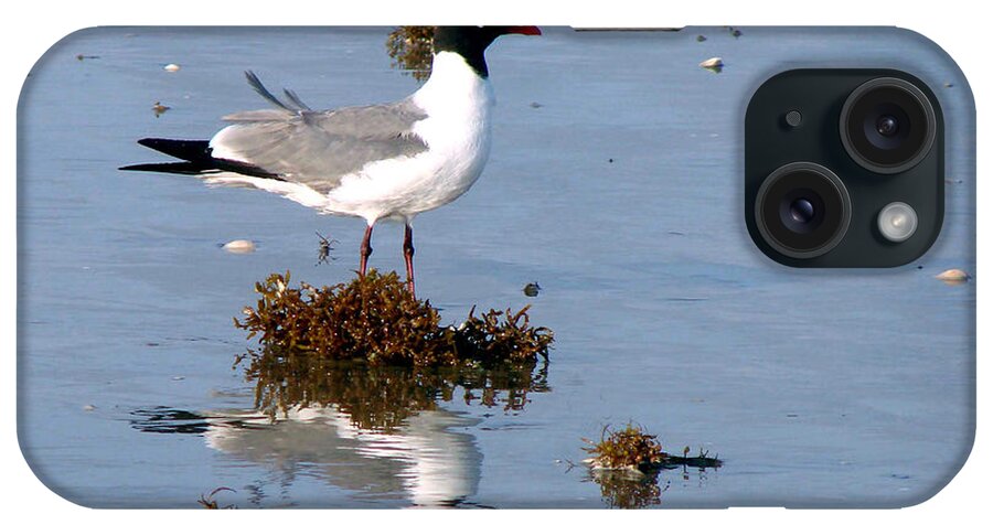 Seagull iPhone Case featuring the photograph Gull In Seaweed by Linda Cox