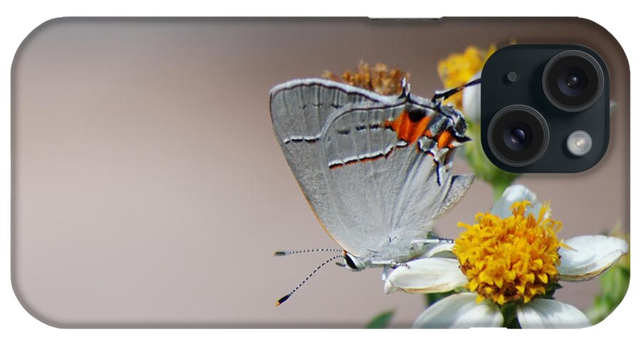 Photograph iPhone Case featuring the photograph Hairstreak by Larah McElroy